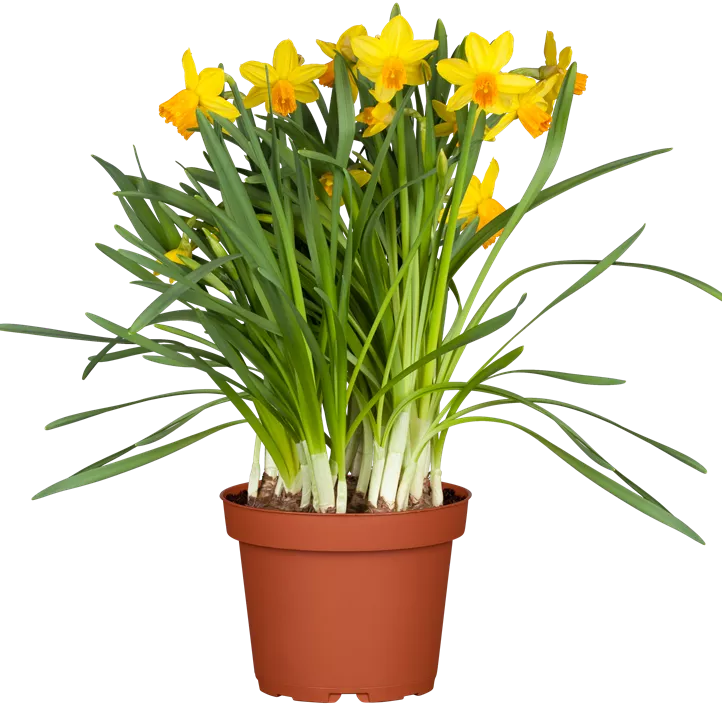 Alpenveilchenartige Garten-Narzisse 'Jetfire'