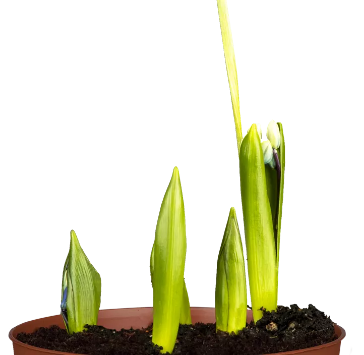 Sibirischer Blaustern