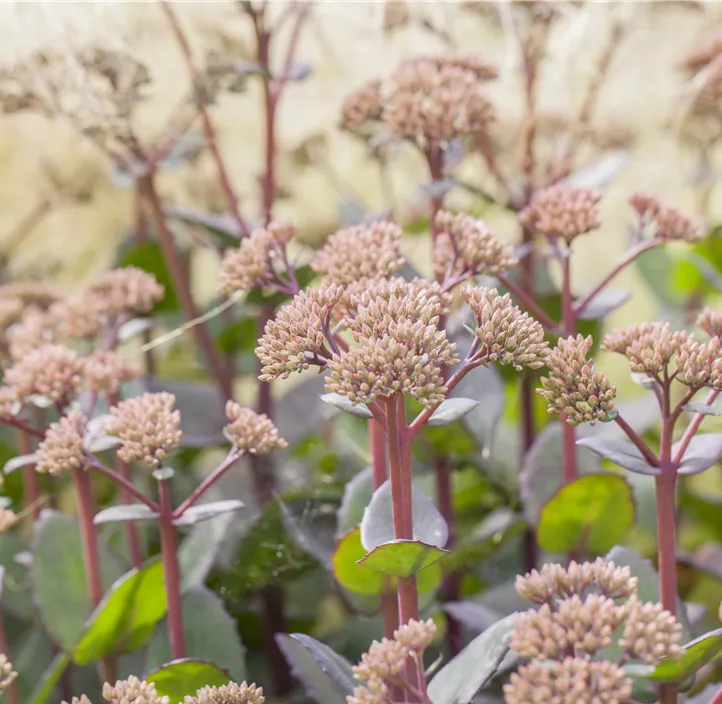 Großes Garten-Fettblatt 'La Vie en Rose' Großes Garten-Fettblatt 'La Vie en Rose'
