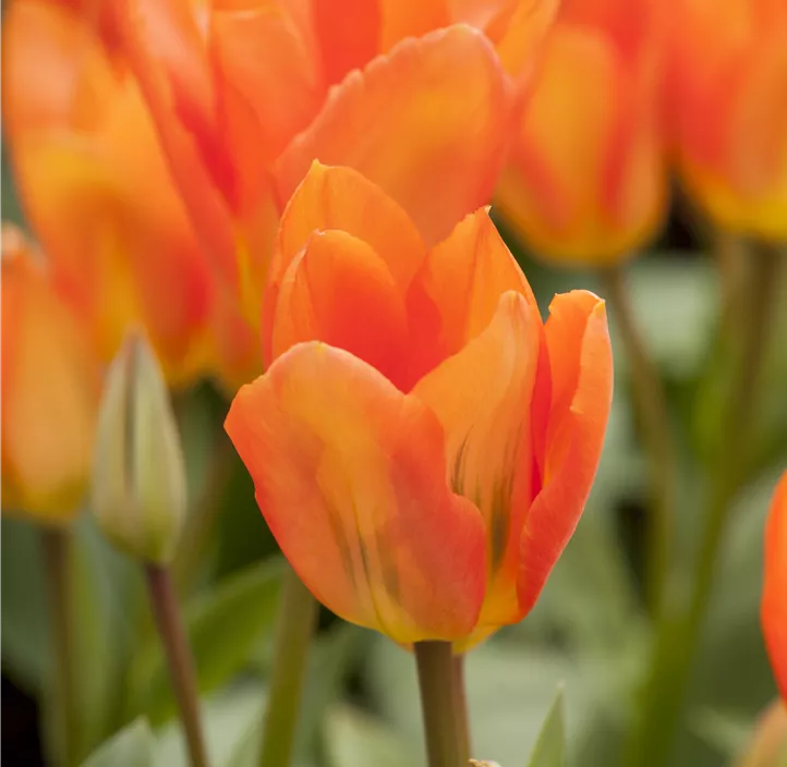 Tulipa Fosteriana Orange Emperor Tulipa Fosteriana Orange Emperor
