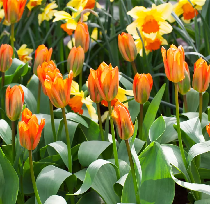 Tulipa Fosteriana Orange Emperor Tulipa Fosteriana Orange Emperor