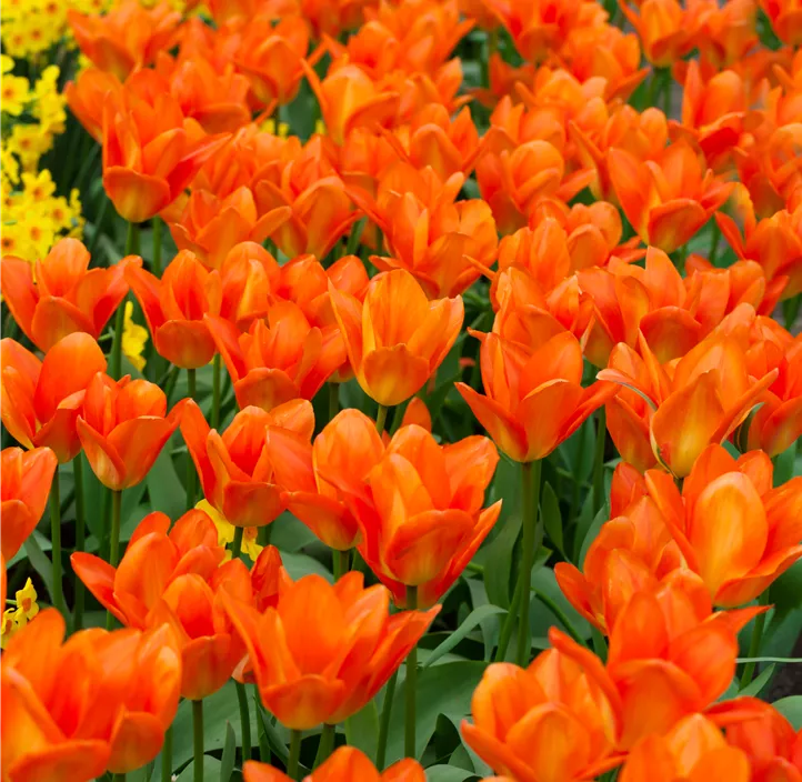 Tulipa Fosteriana Orange Emperor Tulipa Fosteriana Orange Emperor