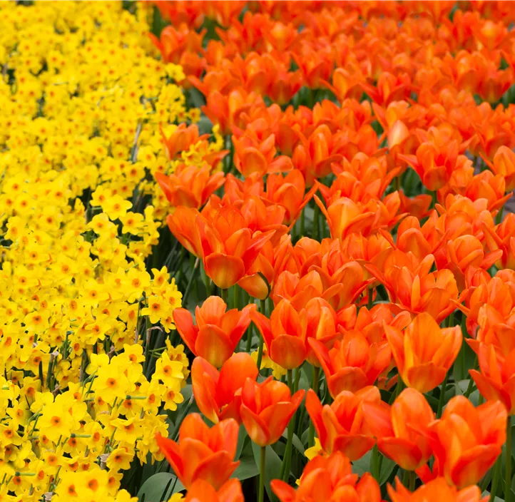 Tulipa Fosteriana Orange Emperor Tulipa Fosteriana Orange Emperor