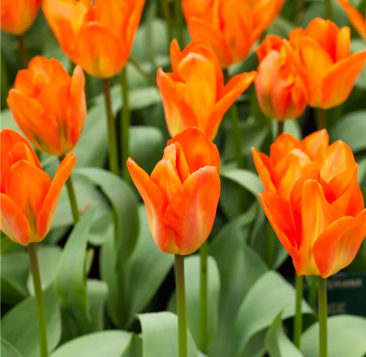Tulipa Fosteriana Orange Emperor Tulipa Fosteriana Orange Emperor
