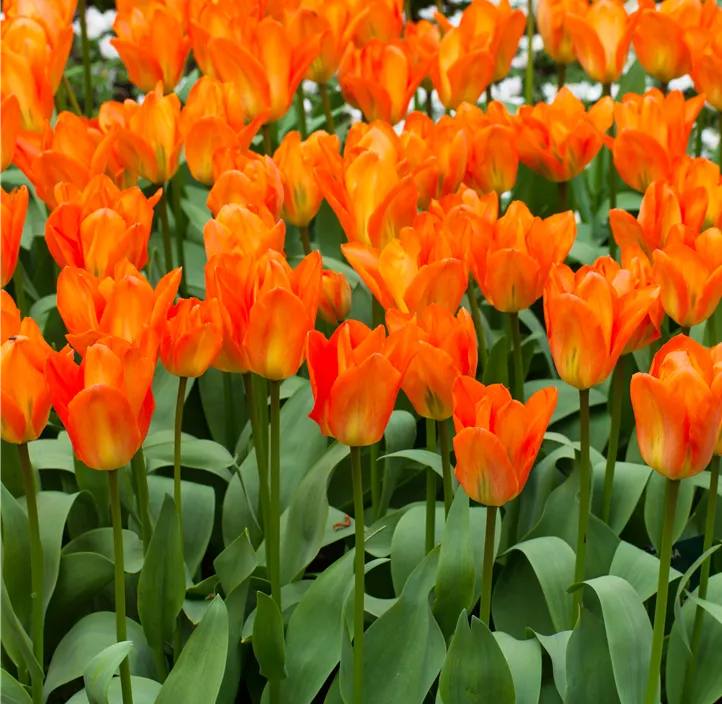 Tulipa Fosteriana Orange Emperor Tulipa Fosteriana Orange Emperor