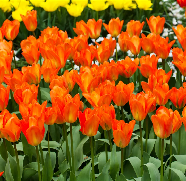 Tulipa Fosteriana Orange Emperor Tulipa Fosteriana Orange Emperor