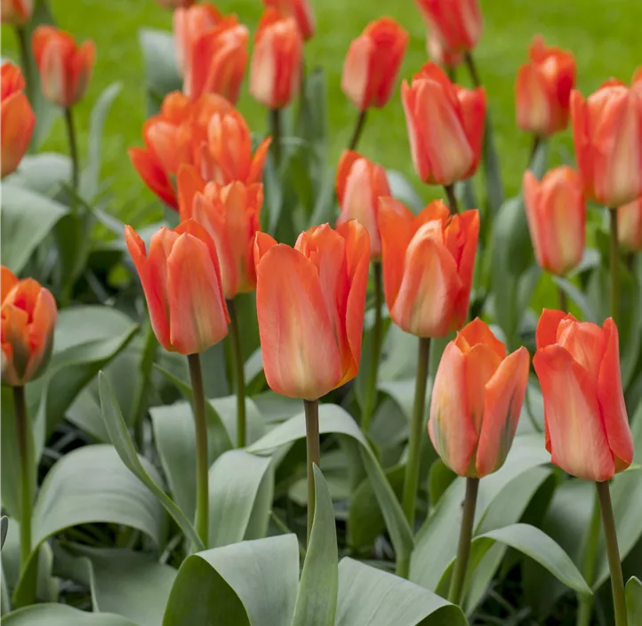 Tulipa Fosteriana Orange Emperor Tulipa Fosteriana Orange Emperor