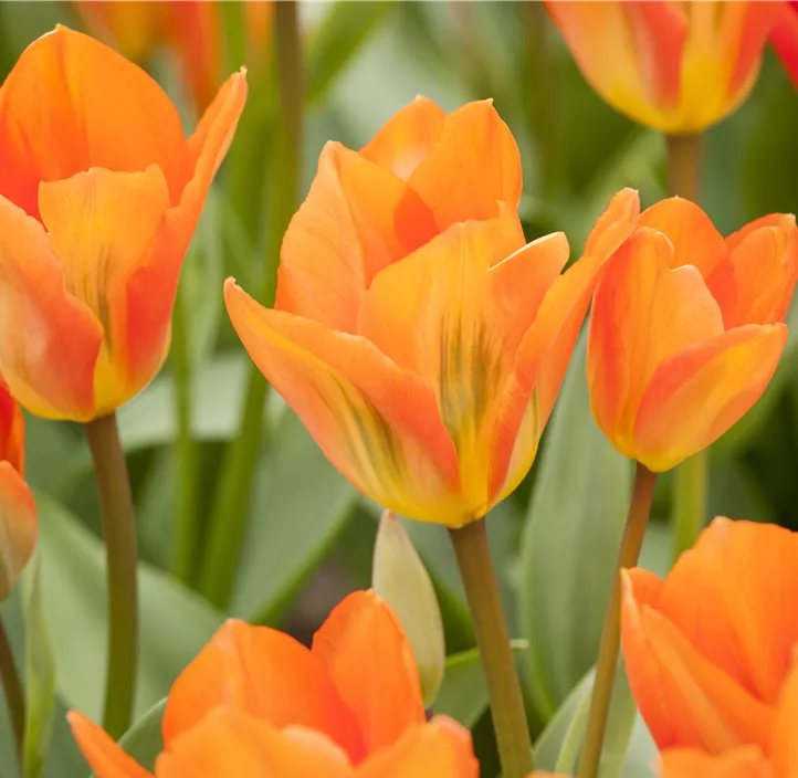 Tulipa Fosteriana Orange Emperor Tulipa Fosteriana Orange Emperor