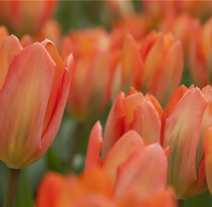 Tulipa Fosteriana Orange Emperor Tulipa Fosteriana Orange Emperor