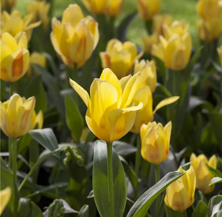 Tulipa Greigii Mischung