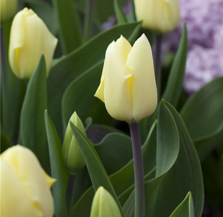 Tulipa Greigii Mischung