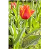 bellaflora Gartencenter GmbH