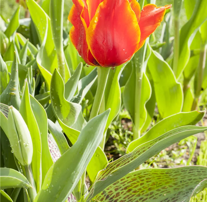 Tulipa Greigii Mischung
