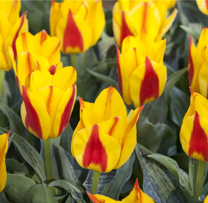 Tulipa Greigii Mischung