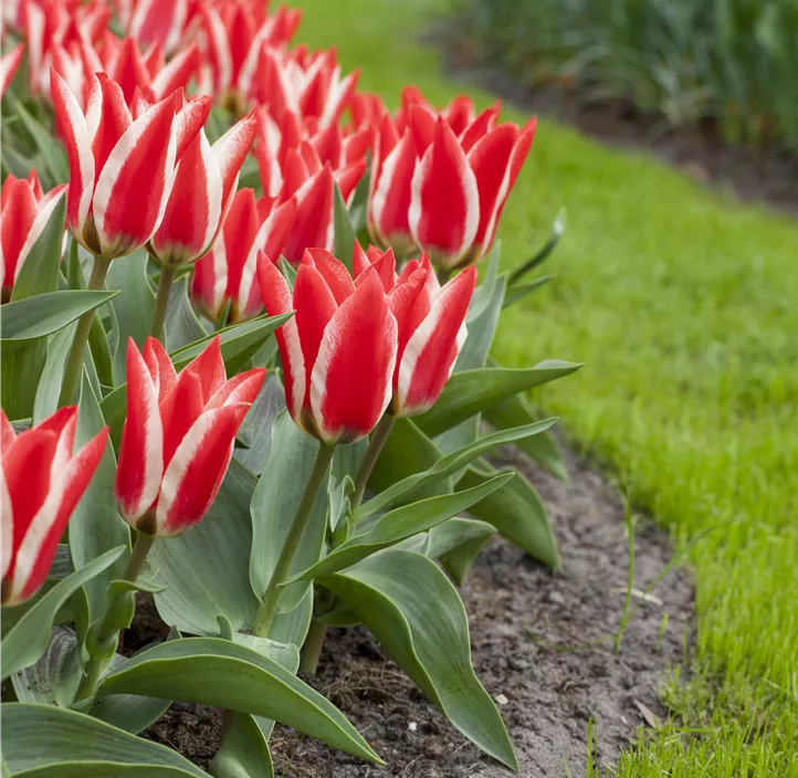 Tulipa Greigii Mischung