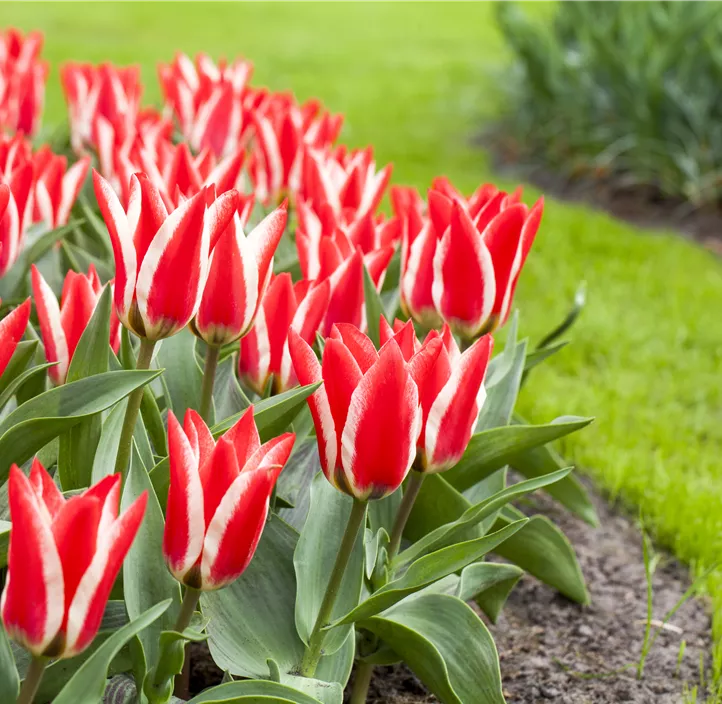Tulipa Greigii Mischung