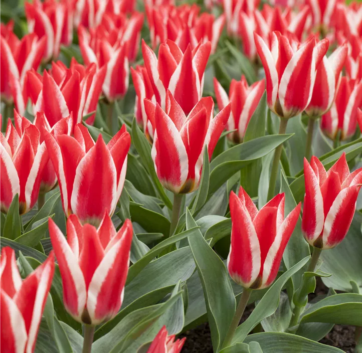 Tulipa Greigii Mischung
