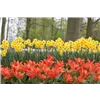 bellaflora Gartencenter GmbH