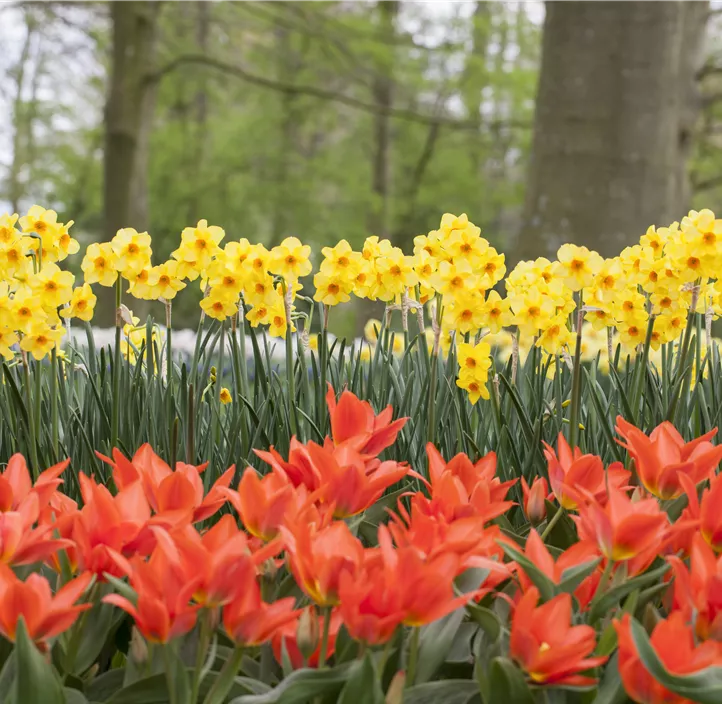 Tulipa Greigii Mischung