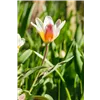 bellaflora Gartencenter GmbH