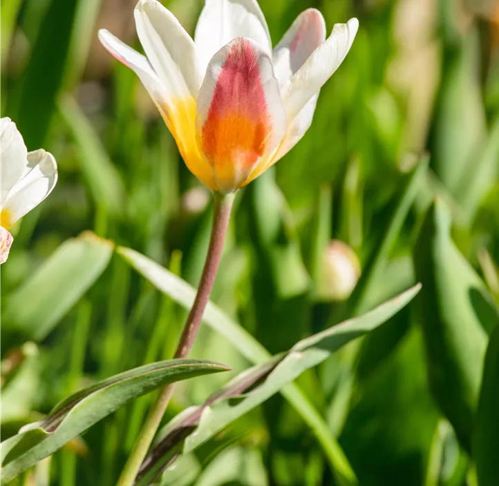 Tulipa Greigii Mischung