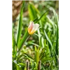 bellaflora Gartencenter GmbH