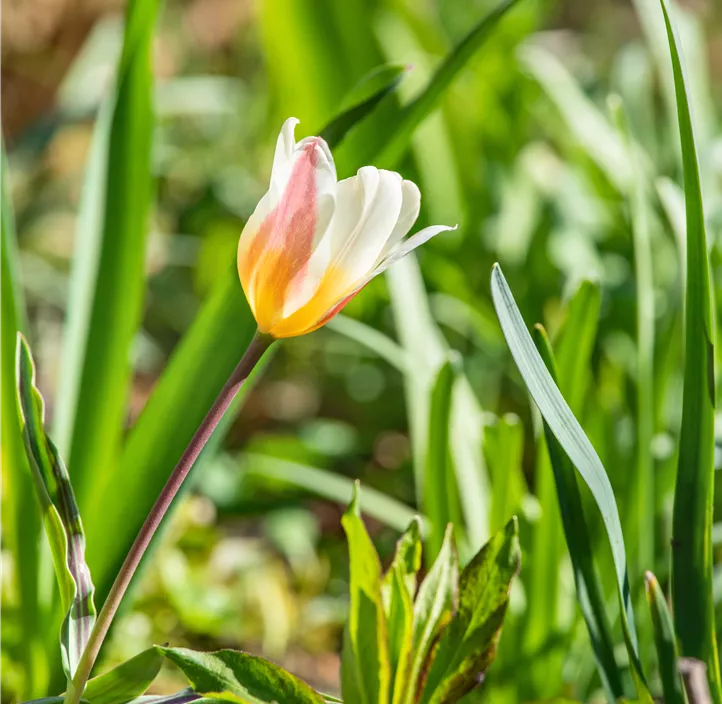 Tulipa Greigii Mischung