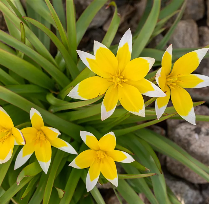 Wild-Tulpe 'Dasystemon'