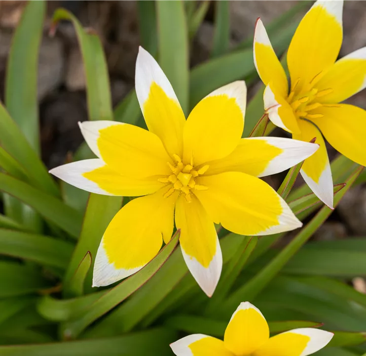 Wild-Tulpe 'Dasystemon'