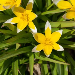 Tulipa Hybride Tarda Dasystemon