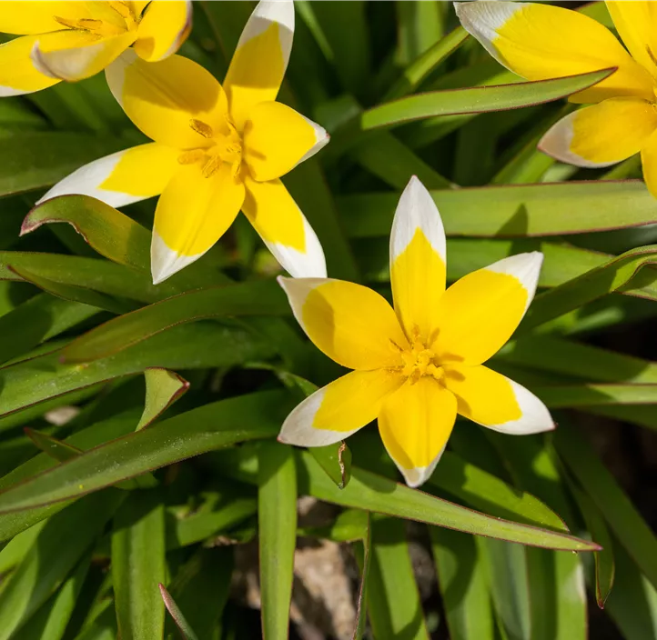 Wild-Tulpe 'Dasystemon'