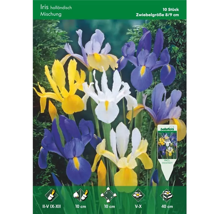 Iris Hollandica Mischung