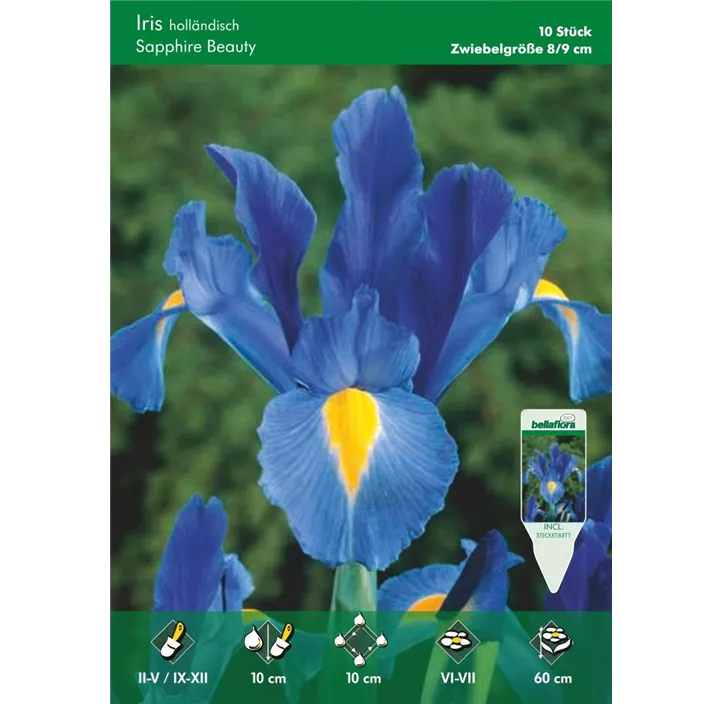 Iris hollandica Sapphire Beauty