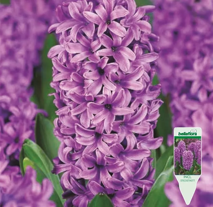 Hyacinthus Woodstock Hyacinthus Woodstock