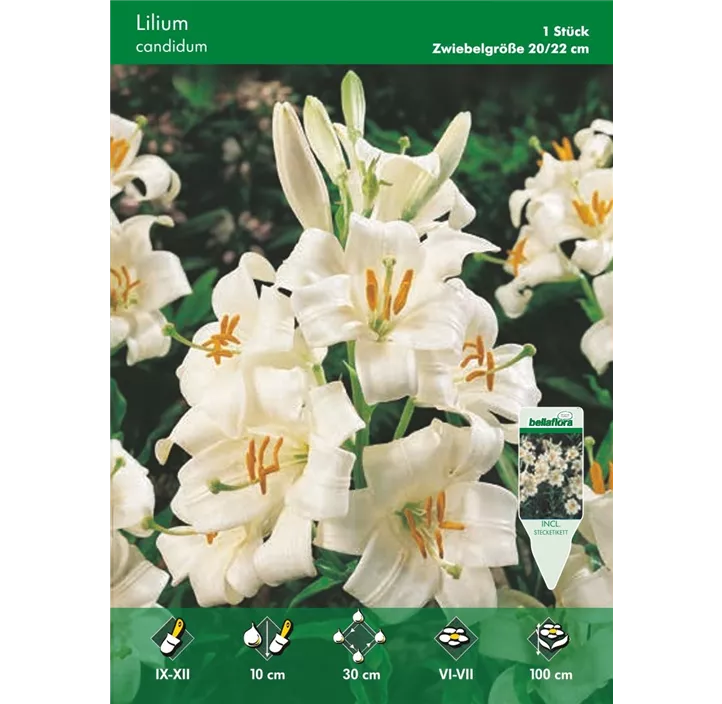 Lilium candicum MadonnenLilium