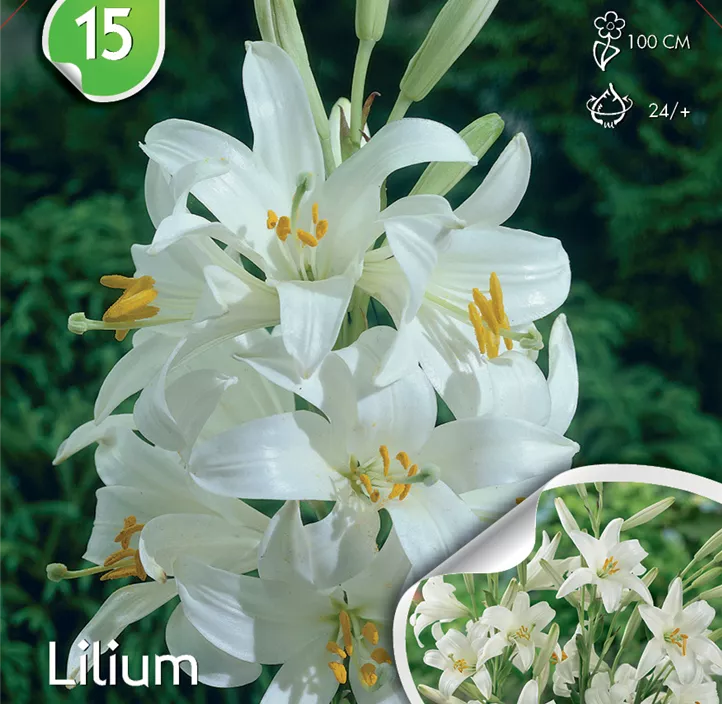 Lilium candidum lose