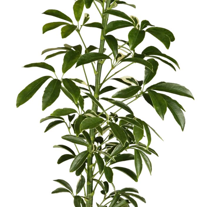 Strahlenaralie Strahlenaralie