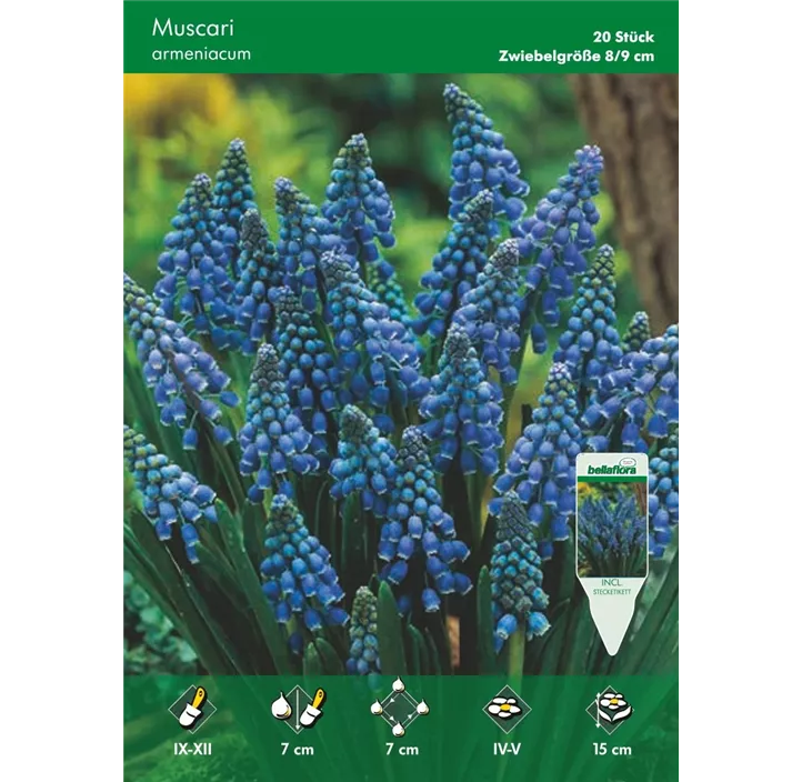 Muscari armeniacum