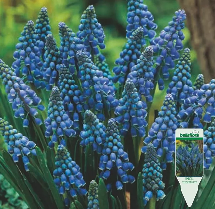 Muscari armeniacum Muscari armeniacum