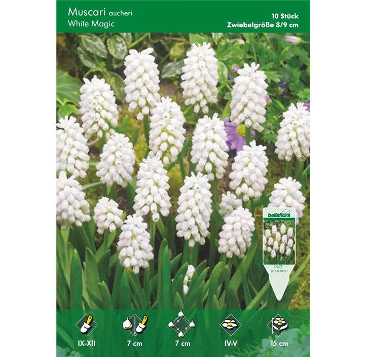 Muscari aucheri 'White Magic'