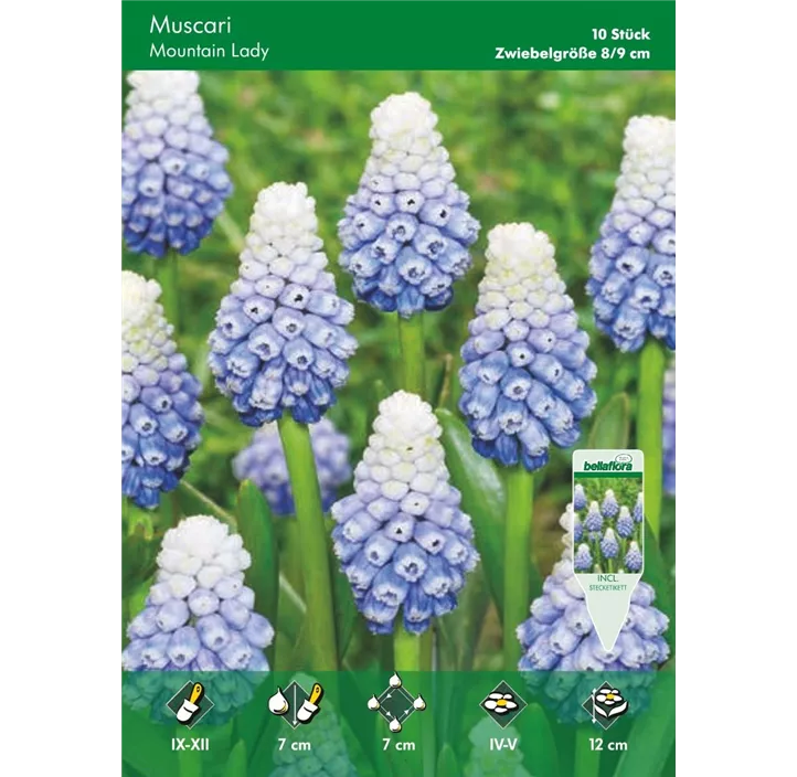 Muscari 'Mountain Lady'