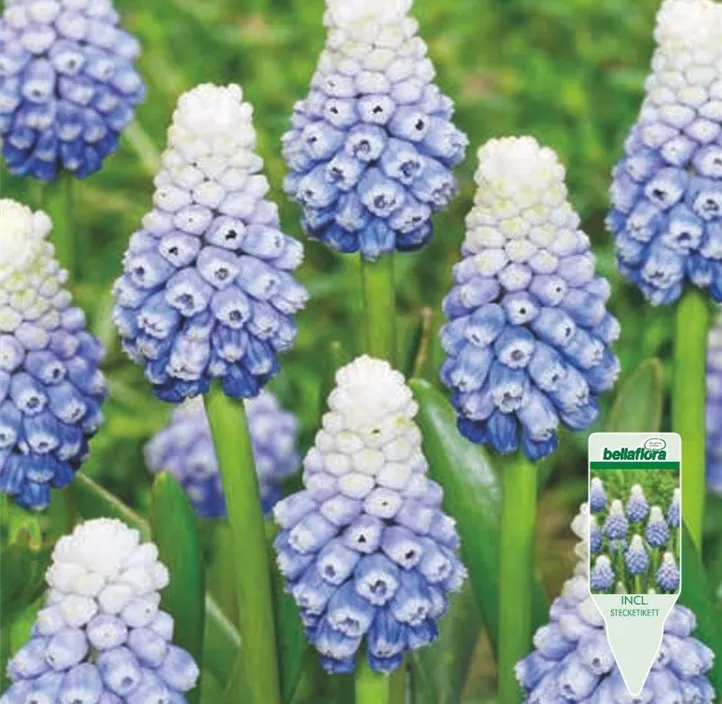 Muscari 'Mountain Lady'