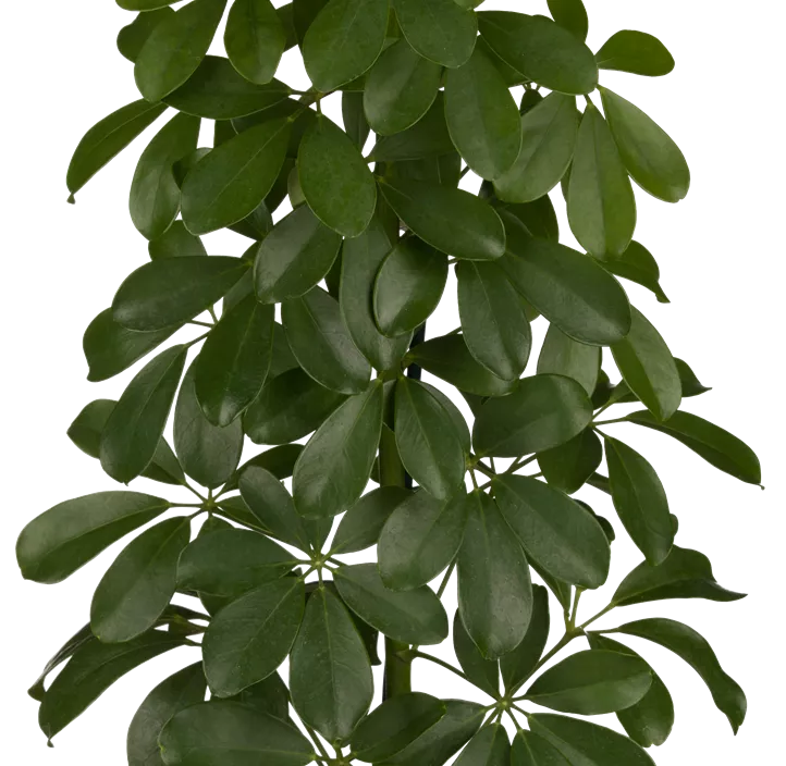 Strahlenaralie Strahlenaralie