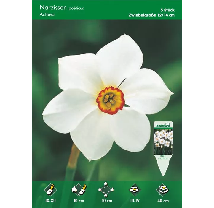 Narcissus Actaea poeticus