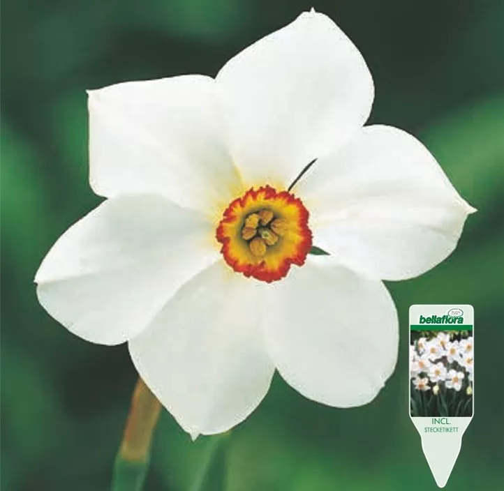 Narcissus Actaea poeticus Narcissus Actaea poeticus