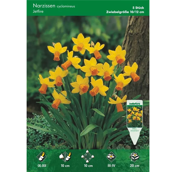 Narcissus cyclamineus Jetfire