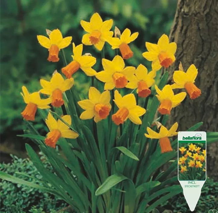 Narcissus cyclamineus Jetfire