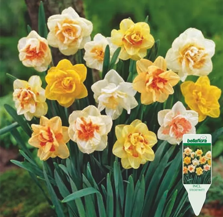 Narcissus Gefüllt, Mischung