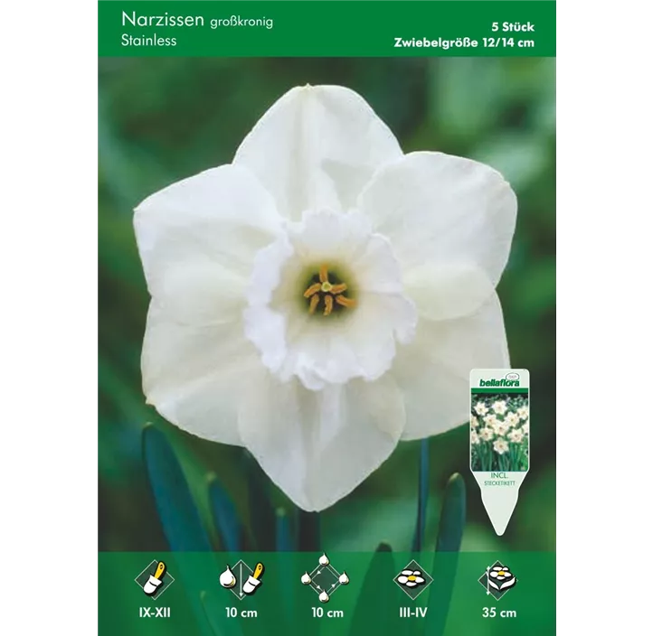 Narcissus Großkronige Stainless