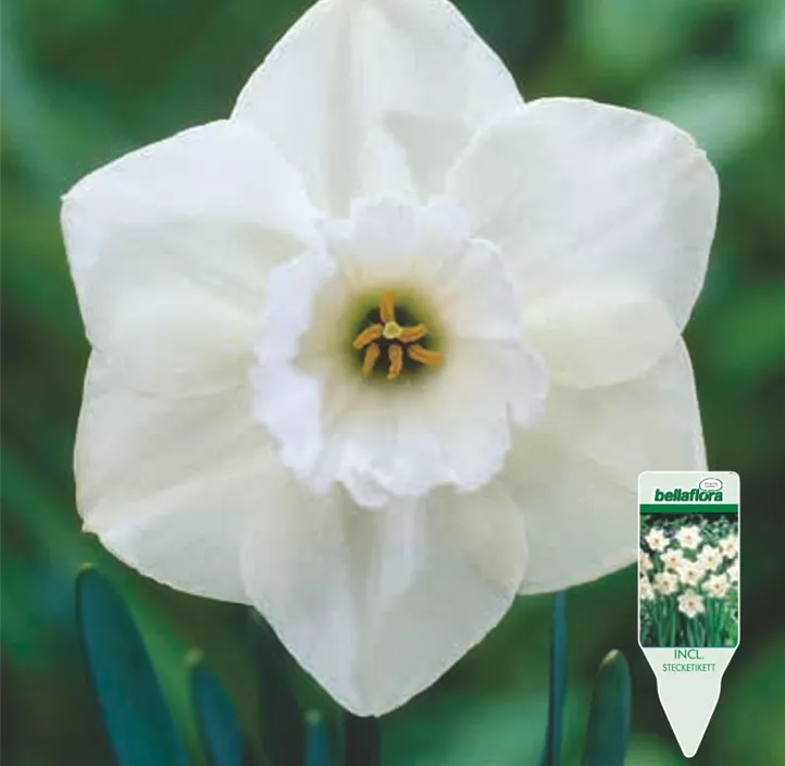 Narcissus Großkronige Stainless